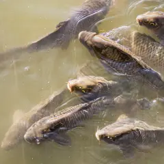 Jakie zboże dla ryb? Odkryj najlepsze opcje dla zdrowego wzrostu