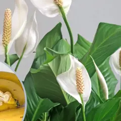 Jakie rośliny podlewać nawozem z bananów, aby uzyskać lepsze plony?