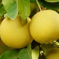 Kiedy sezon na pomelo? Dowiedz się, kiedy je kupić w Polsce