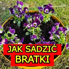 Jak uprawiać bratki: proste sposoby na piękne i zdrowe kwiaty