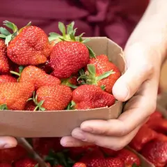 Do kiedy sezon na truskawki? Sprawdź, kiedy stracisz świeże owoce