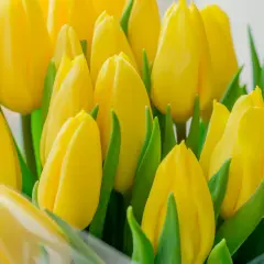 Kiedy jest sezon na tulipany? Sprawdź najlepszy czas na kwitnienie