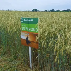 Pole żyta hybrydowego SU Elrond F1. Zboże dojrzewa na tle błękitnego nieba.