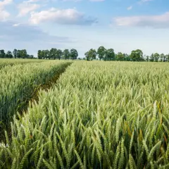 Pole pszenicy Pallas pod błękitnym niebem, z kępami drzew w oddali i stogami siana po prawej.
