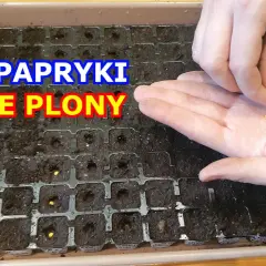 Jak siać paprykę z nasion - uniknij błędów i ciesz się plonami