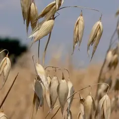 Jaki nawóz pod korzeń owsa zapewni najwyższe plony i zdrowie roślin?
