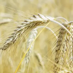 Zboże techniczne do czego służy? Odkryj zaskakujące zastosowania