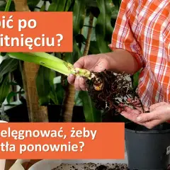 Jak uprawiać amarylis - sekrety pięknych kwiatów w twoim domu