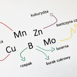 Schemat przedstawia zależności między roślinami (pszenica, kukurydza, rzepak, lucerna, burak cukrowy, koniczyna czerwona) a pierwiastkami (Cu, Mn, Zn, B, Mo), ilustrując ich rolę jako makro i mikroelementy.