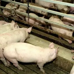 Stado różowych świń pochyla się nad korytem, jedząc paszę. Widać ich grzbiety i głowy, gdy zajadają się tym, co jedzą świnie.