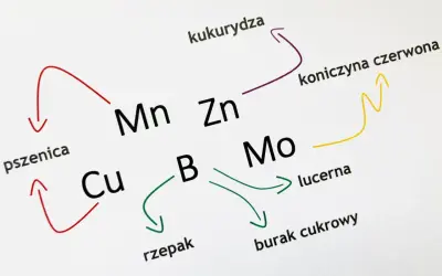 Schemat przedstawia zależności między roślinami (pszenica, kukurydza, rzepak, lucerna, burak cukrowy, koniczyna czerwona) a pierwiastkami (Cu, Mn, Zn, B, Mo), ilustrując ich rolę jako makro i mikroelementy.