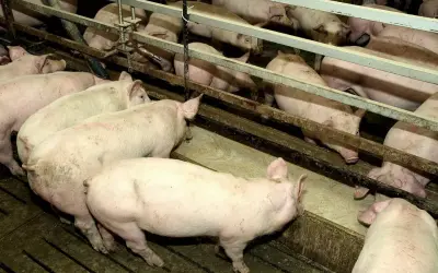 Stado różowych świń pochyla się nad korytem, jedząc paszę. Widać ich grzbiety i głowy, gdy zajadają się tym, co jedzą świnie.