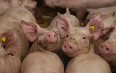 Stado prosiąt w zagrodzie, z żółtymi kolczykami w uszach. Ich pyszczki są lekko ubrudzone, co może odzwierciedlać obecną sytuację na rynku świń.