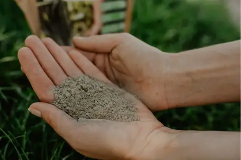 Dłonie trzymają drobny, szary proszek – to maczka bazaltowa, naturalny nawóz dla roślin.