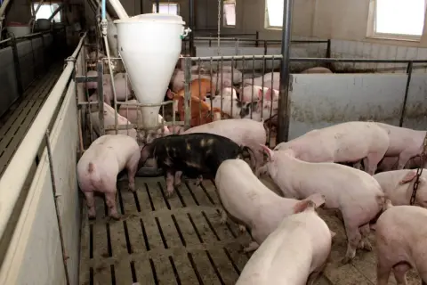 Jakie zboże dla świń zapewni zdrowie i lepszy przyrost masy?