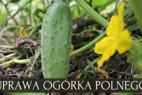 Ogórek jak siać: Kluczowe wskazówki dla udanej uprawy w ogrodzie