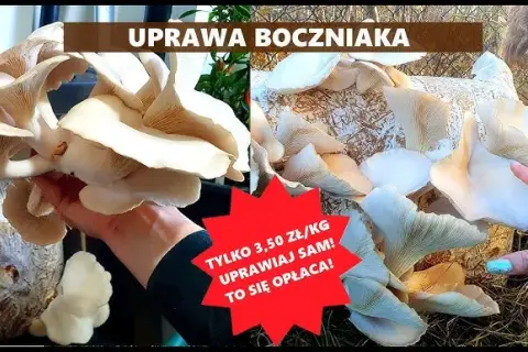 Jak uprawiać boczniaki w domu – proste metody i najczęstsze błędy