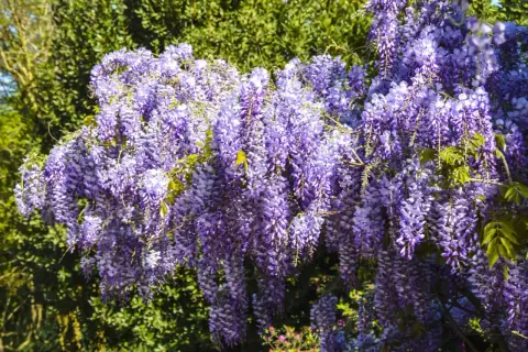 Obfite grona fioletowej wisterii zwisają kaskadami, tworząc spektakularny widok. To właśnie wiosną wisteria kwitnie najpiękniej.