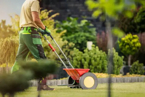 Ogrodnik rozsypuje mocznik na trawnik za pomocą rozsiewacza, dbając o piękny ogród.