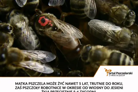 Matka pszczela żyje do 5 lat, trutnie do roku, a robotnice od wiosny do jesieni przeciętnie 5-6 tygodni.