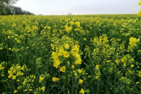 Pole rzepaku w pełnym rozkwicie, tworzące złote morze. Wiosna, kiedy kwitnie rzepak, to piękny widok.