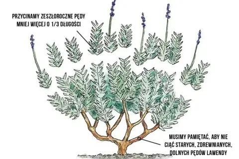 Ilustracja pokazuje, kiedy przycinać lawendę: zeszłoroczne pędy o 1/3 długości, unikając starych, zdrewniałych pędów.