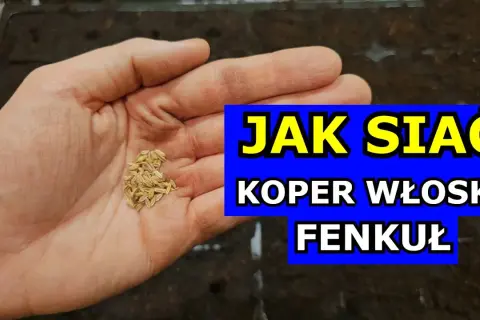 Kiedy siać koper, aby uniknąć nieudanych plonów i cieszyć się zbiorem