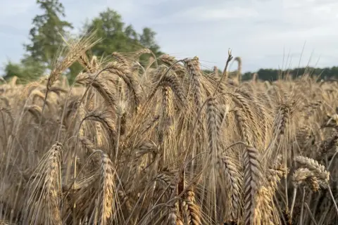 Optymalna wilgotność zboża do koszenia – uniknij strat w plonach