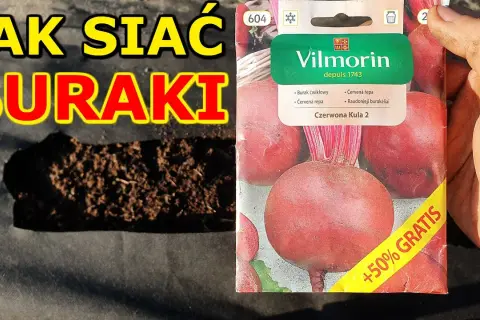 Kiedy siać buraczki czerwone, aby uniknąć błędów w uprawie