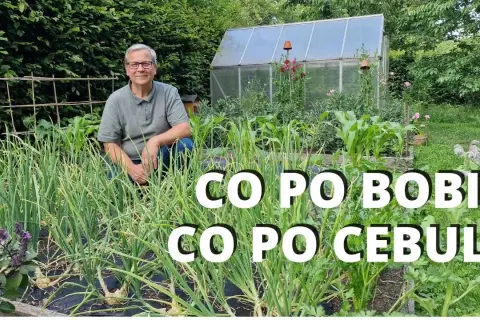 Co siać po bobie, aby maksymalizować plony i zdrowie gleby?