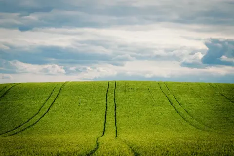 Jakie nawozy pod jęczmień jary – uniknij błędów w nawożeniu