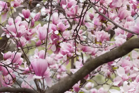 Delikatne, różowe kwiaty magnolii rozkwitają na gałęziach, tworząc wiosenny obraz. Kiedy kwitnie magnolia, świat staje się piękniejszy.