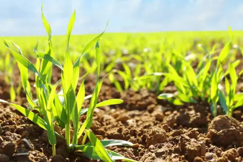 Młode zielone źdźbła zbóż na polu, zapowiadające dobry bm start.