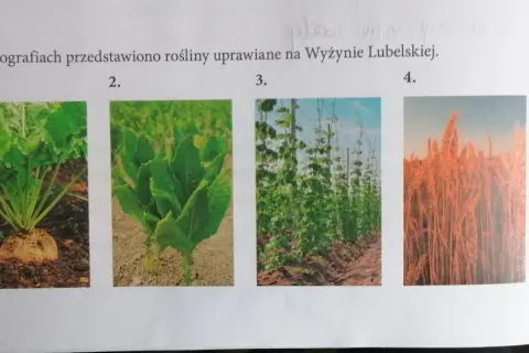 Co uprawia się na wyżynie lubelskiej? Poznaj najważniejsze rośliny