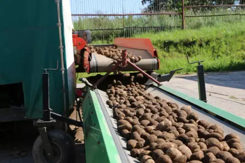 Ziemniaki z taśmociągu spadają na kolejny, gotowe do dalszej obróbki. To efekt ciężkiej pracy przy uprawie ziemniaków.