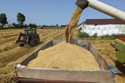 Żniwa w pełni! Kombajn wysypuje zboże do przyczepy. Rolnicy liczą na dobre aktualne ceny zbóż.