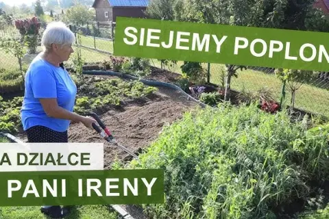 Jak siać żyto na poplon – uniknij najczęstszych błędów i zyskaj plony
