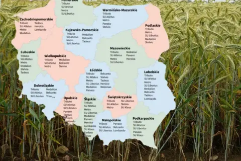 Mapa Polski z zaznaczonymi odmianami pszenżyta, w tym pszenżyto Tributo, na tle złotego pola.