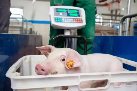 Mała świnka w białym pojemniku czeka na ważenie. Dowiadujemy się, ile waży świnia, dzięki elektronicznej wadze w tle.