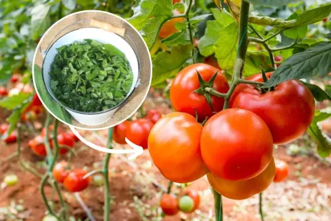 Naturalny nawóz z zielonych liści, idealny jako potas do pomidorów. Dojrzałe pomidory na krzaku.