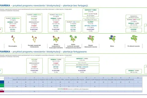 Program nawożenia borówek amerykańskich: kiedy nawozić borówki, jakie nawozy stosować w zależności od fazy wzrostu i typu plantacji.
