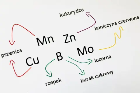 Schemat przedstawia zależności między roślinami (pszenica, kukurydza, rzepak, lucerna, burak cukrowy, koniczyna czerwona) a pierwiastkami (Cu, Mn, Zn, B, Mo), ilustrując ich rolę jako makro i mikroelementy.