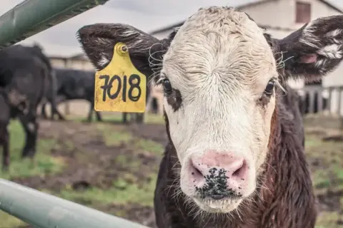 Młoda krowa z żółtą metką "7018" na uchu. W tle inne bydło, budynki gospodarcze. Obraz przypomina o zagrożeniu chorobą wściekłych krów.