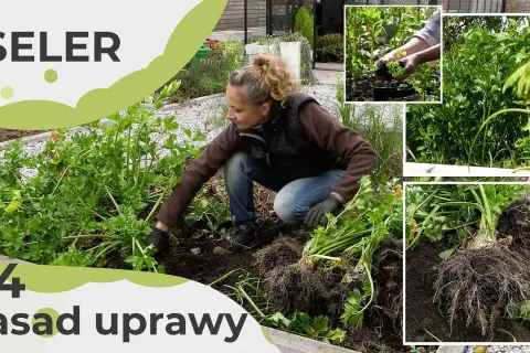 Jak uprawiać seler – sprawdzone metody na zdrowe plony w ogrodzie