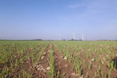 Młode zielone pędy na polu, w tle wiatraki i błękitne niebo. Piękna jesień.