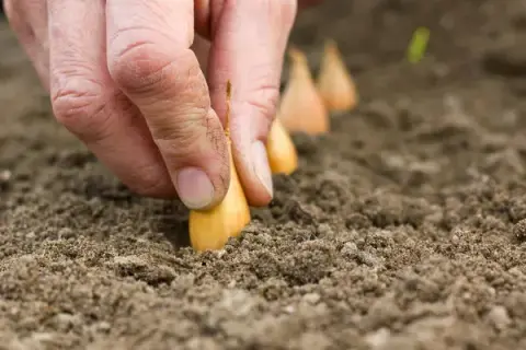 Jakie nawozy pod cebule dymke – uniknij błędów w nawożeniu i zwiększ plony