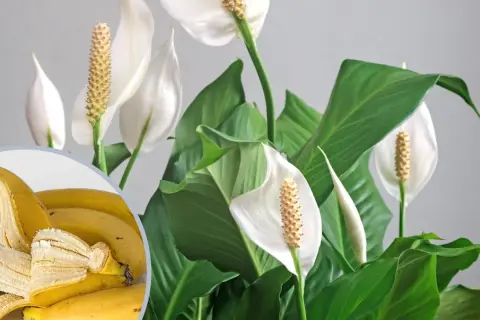 Nawóz z bananów do jakich roślin? Skórki bananów świetnie odżywią skrzydłokwiaty, róże i pomidory, dostarczając im potasu.