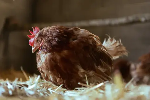 Brązowa kura siedzi na słomie. Zastanawiasz się, ile kura znosi jajek dziennie? Zazwyczaj jedna kura znosi jedno jajko dziennie.