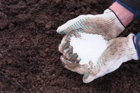 Ręce w rękawiczkach trzymają biały nawóz mocznik, gotowy do rozsypania na ciemnej ziemi.