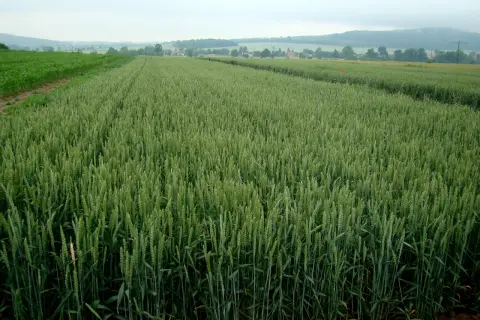 Zielone pole jęczmienia ozimego rozciąga się po horyzont, z kukurydzą po lewej.